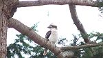 02-Kookaburra checks out our campsite at Forrest